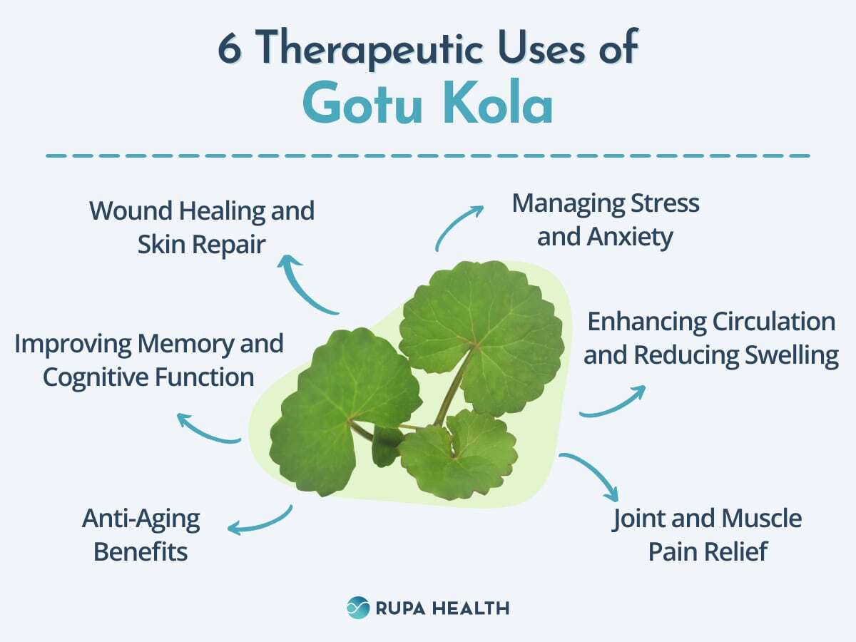 6-therapeutic-uses-of-gotu-kola-you-might-not-have-known